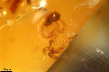 Media type: image;   Entomology PALE-26628